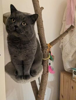 BKH Kater - Essen