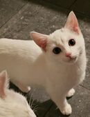 2 Süße Weiße Mischlingskatzen | 5 Monate | Weiblich in 46342