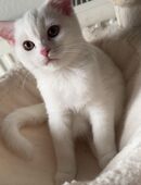bkh kitten weiß in 88079
