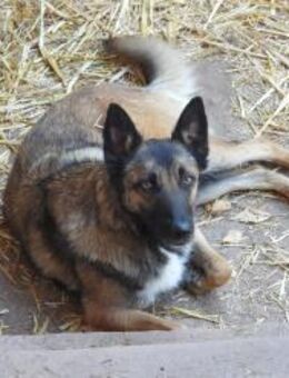 Lotte bildhübsches soziales Malinoismädl - Jade