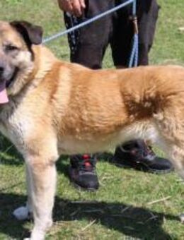 Sammi: Mischung aus Stärke und Sanftheit - München