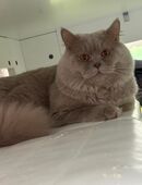 Ich suche eine Dame für ein Date. in 31832