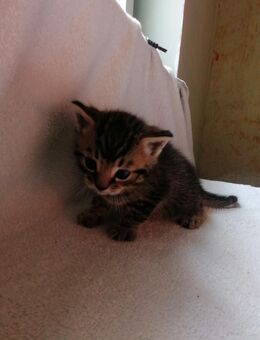 Kitten zu verkaufen - Neunkirchen-Seelscheid