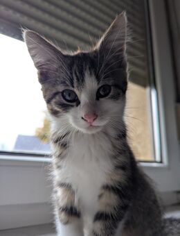 Maine Coon/EKH Mischlinge - Kindelbrück