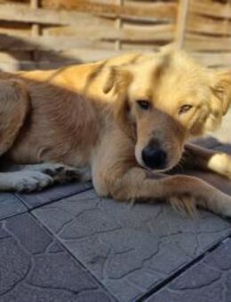 Miorita - Schwaig (Nürnberg)