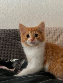 Maine Coon Kater 13 Wochen - Wermelskirchen Zentrum