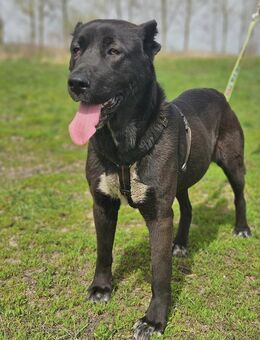 Menschenbezogene Belona - Velbert