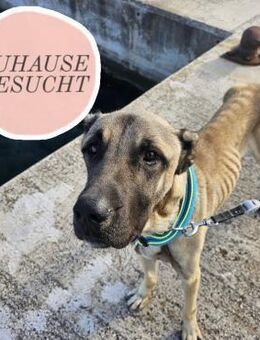 COGNAC sucht dringend Zuhause oder PS ❤ - Saarbrücken