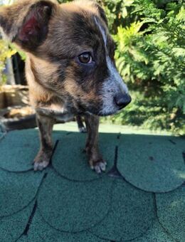 SISKO - laß es uns gemeinsam erleben - Overath