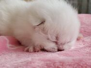 Süße Britisch Kurzhaar Point Kitten suchen ihr Traumzuhause - Mühlacker