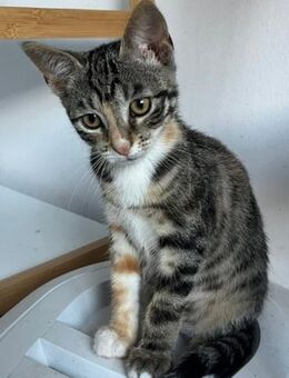 Kleine Molly sucht ihr Für-immer-Zuhause - Waakirchen