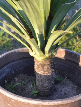 Biete hier eine Yucca Palme Winterhart bis min 20 °C mit einem richtig FETTEN Stamm - Kasel-Golzig