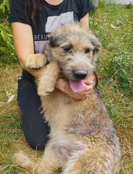 Andrej 60 cm - Alpenrod