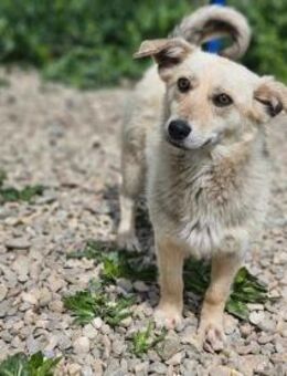 Fröhlicher Samuel sucht sein Zuhause - Mannheim