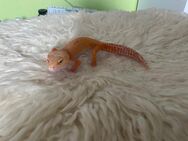 Leopardgecko Mandarin Rainwater 0.1 - Marburg