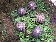 Nachzucht Griechischer Landschildkröten abzugeben - Bottrop