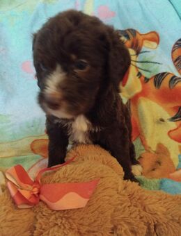Braune Labradoodle Welpen - Bad Kissingen