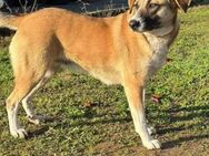 Gina sucht ihr Happy End! - Krefeld