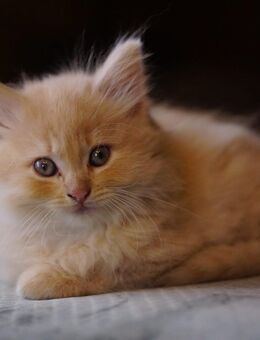 Ragdoll Kitten Mix - Neustadt (Sachsen) Hohwald