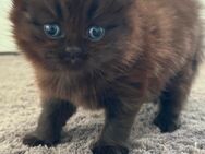 Reinrassig Bkh Kitten Schokolade! - Kamp-Lintfort