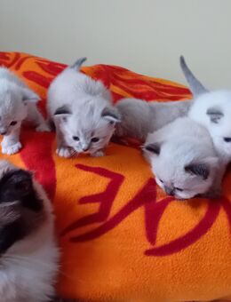 4 süße Ragdoll bkh Kitten - Diepholz