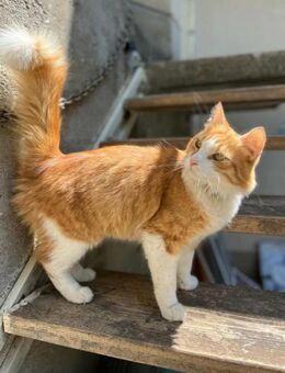 Kuscheliger Kasimir - Margetshöchheim