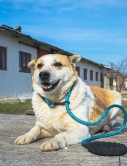 NANUK - sanfter Rüde sucht Familie - Erfurt