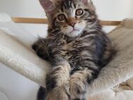 Maine Coon Kitten - Overath