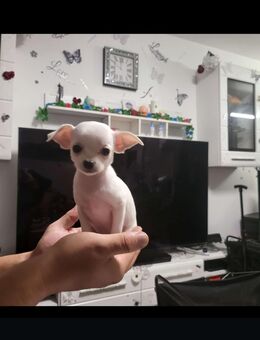 Reinrassige Mini chihuahua Welpen 2Weibchen 1 rüde schwarz kurzhaar suchen liebevolles Zuhause - Ludwigshafen (Rhein)