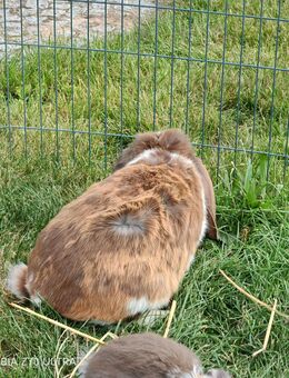 Deutsche Widder Kaninchen - Grevesmühlen