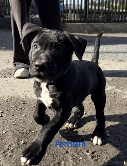 Cane Corso Mix Welpen abzugeben (ab Oktober) - Arnsberg
