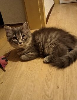BLH Edelmix Kitten - Lichtenau (Sachsen)