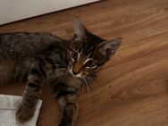 Getigerter Kater Kitten Babykatze - Gauting