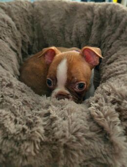 Boston terrier welpen 4 rüden - Wiesbaden
