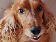 Süsser, anhänglicher Cocker Spaniel - Eberswalde