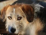 Tusko - zutraulich u. sehr lieb - Lohra