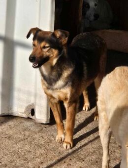 MAJA sucht ein Zuhause - Neuberg