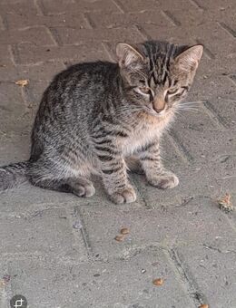 Junge Katze - Kleinlangheim