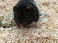 Goldhamstermännchen zu verkaufen in 20535