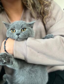 Süße BKH Kitten - Hückelhoven