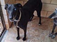 Lanza - menschenbezogene Galga sucht - Unna