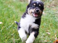 4 Australian Shepherd Welpen - Vettweiß