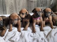 Rhodesian Ridgeback Welpen - Birkenwerder