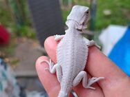 Hypo Zero White Bartagame - Berlin