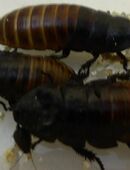 Schaben Gromphadorhina Fauchschaben Madagaskarfauchschabe 50x in 50767