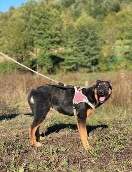NELLY SUCHT IHRE MENSCHEN💞 - Bissingen