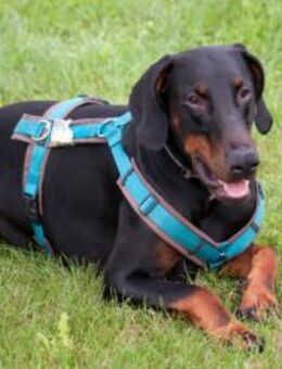 TULIO - verträglicher Prachtkerl - Betzenstein