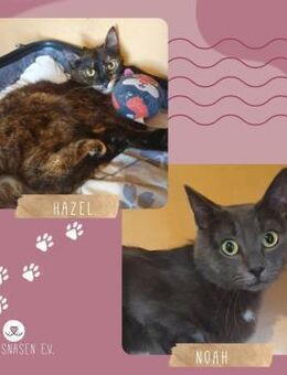 Katzen Hazel und Noah suchen Dich - Lalendorf