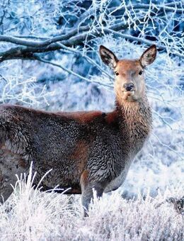 Lassen Sie Ihre Träume wahr werden - Energieeffiziente Doppelhaushälfte in Gladbeck - Gladbeck