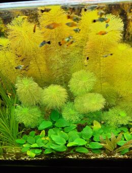 Limnophila und Anubias - Mönchengladbach